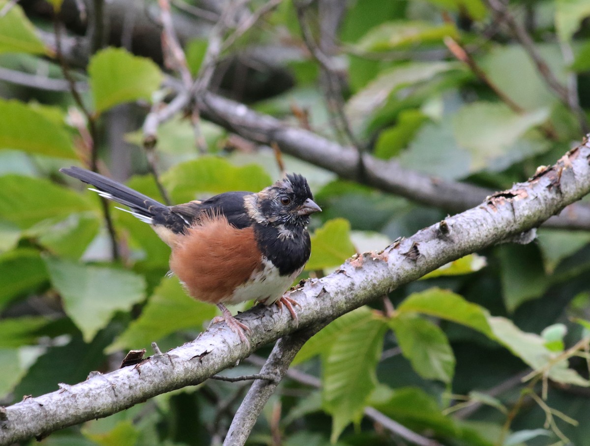 Eastern Towhee - ML115795231