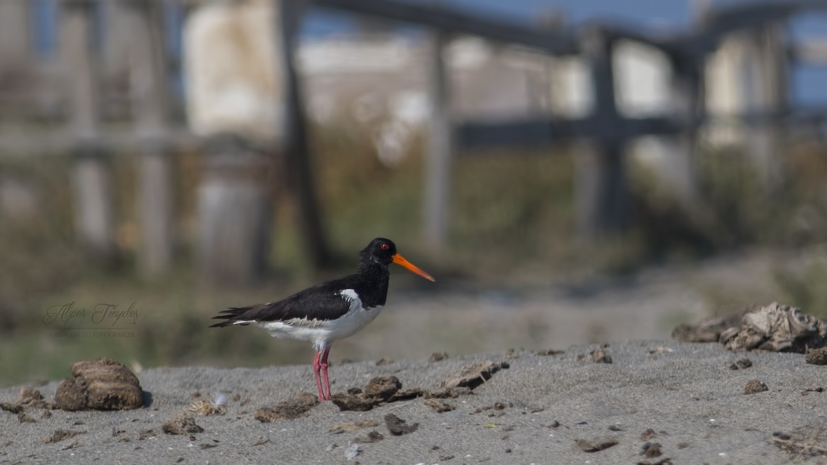 Eurasian Oystercatcher - Alper Tüydeş