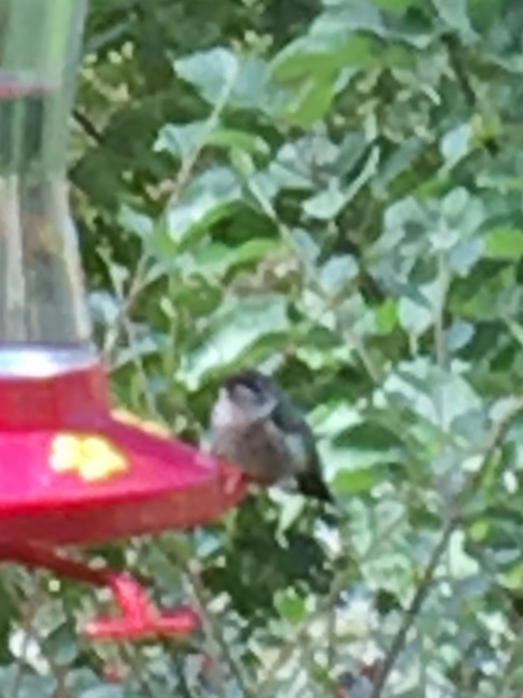 Ruby-throated Hummingbird - ML115798591