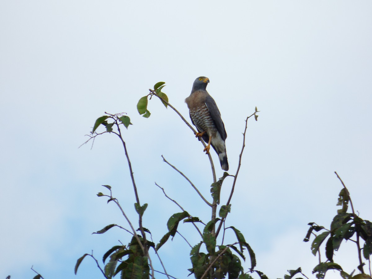 Roadside Hawk - ML115800151