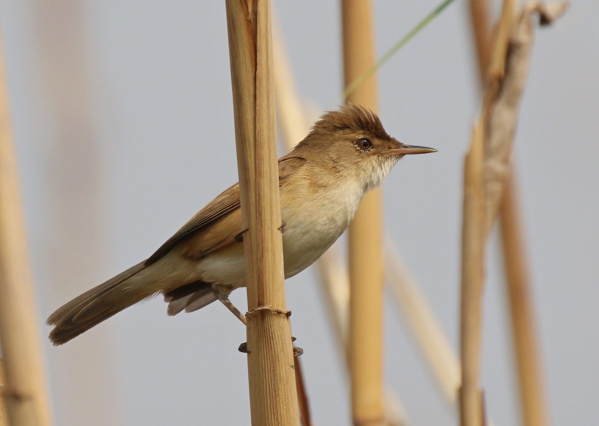 rørsanger (baeticatus gr.) - ML115800991