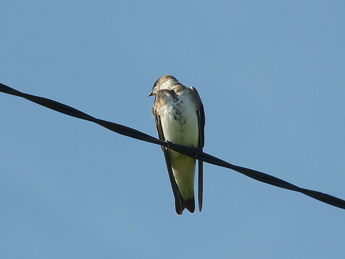 Golondrina Parda - ML115801441