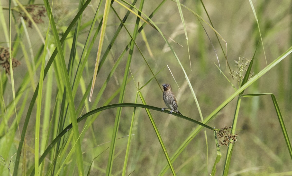 Scaly-breasted Munia - Peter Seubert