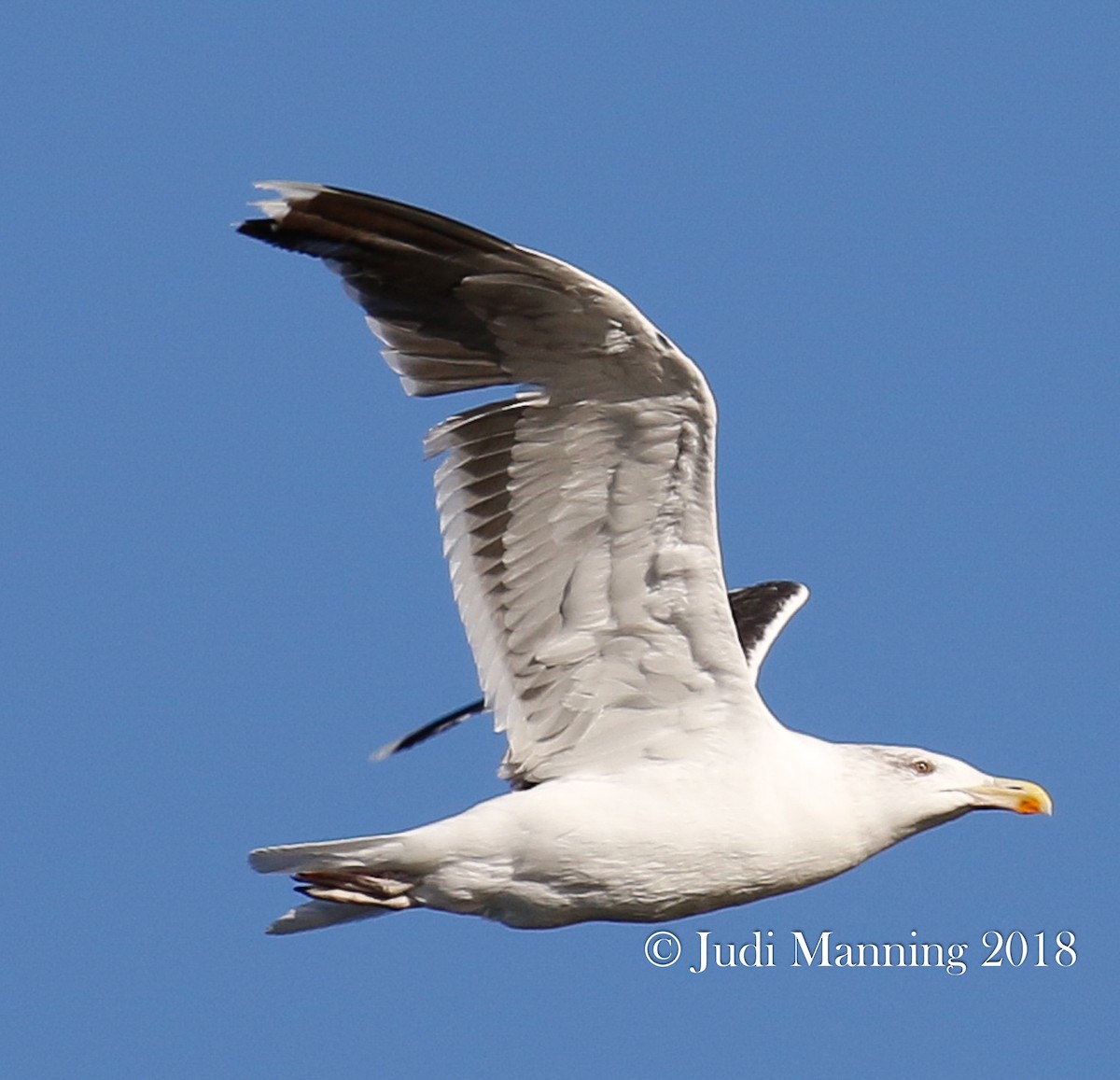 Great Black-backed Gull - Carl & Judi Manning