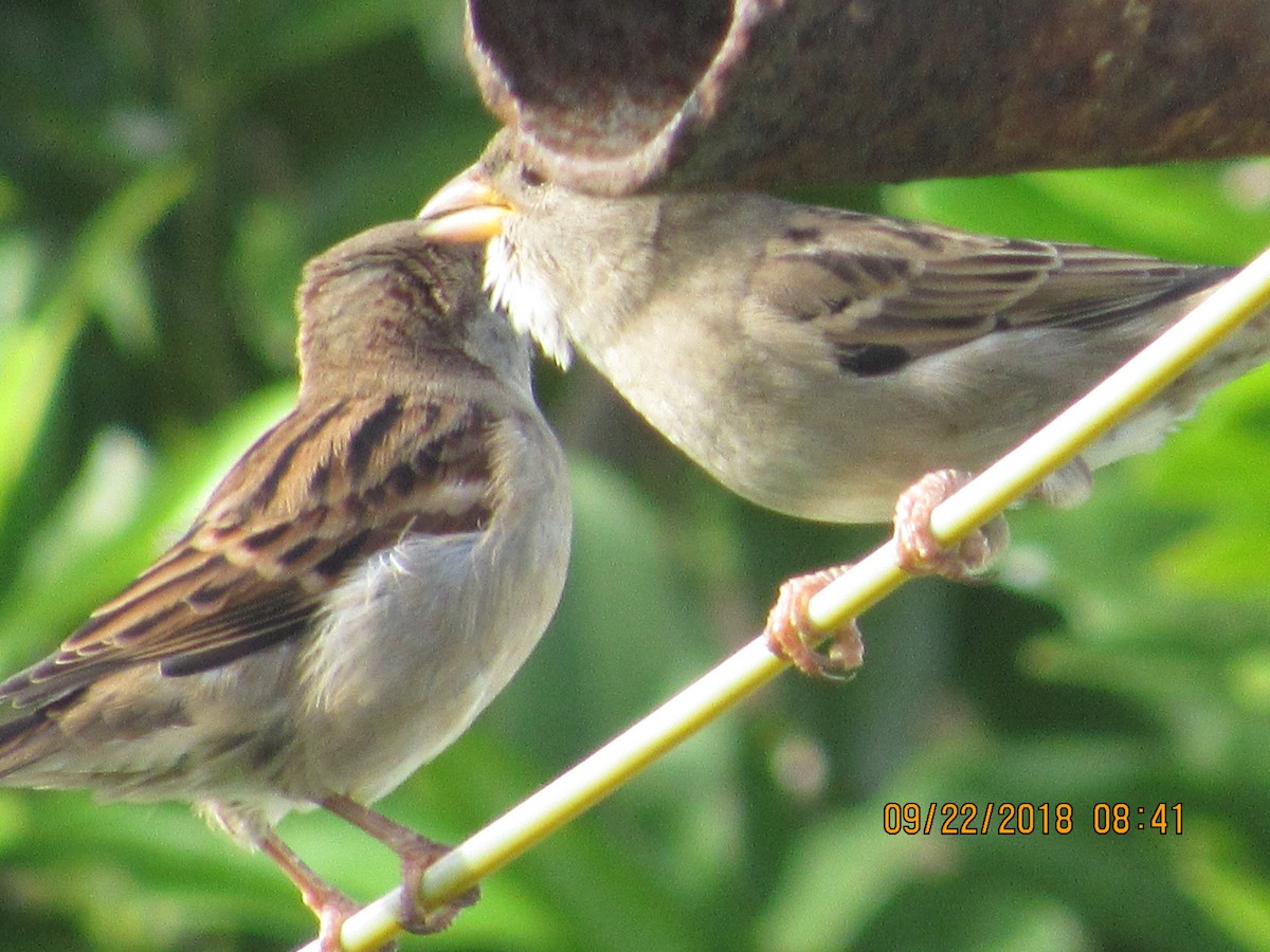 House Sparrow - ML115805281