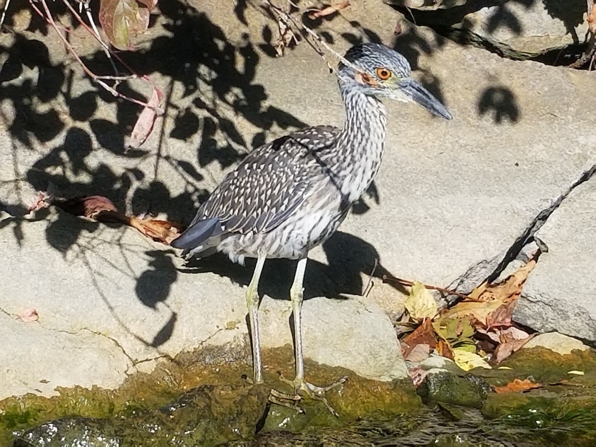 Yellow-crowned Night Heron - ML115806971