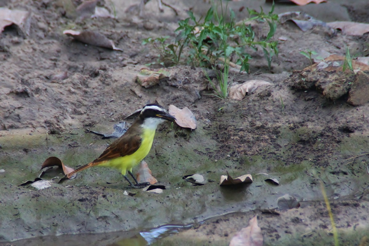 Great Kiskadee - ML115807181