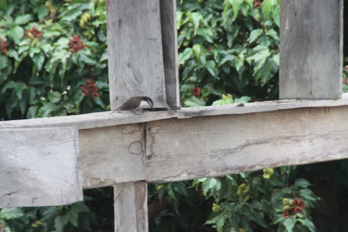 Bicolored Wren - ML115807471