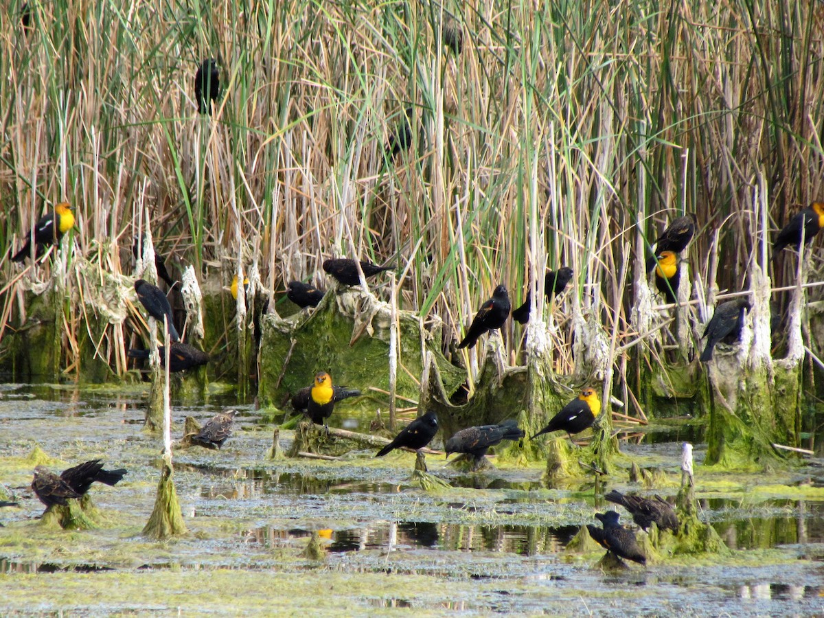 Yellow-headed Blackbird - ML115808081