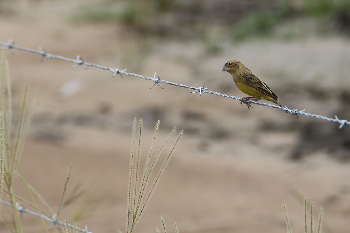 Grassland Yellow-Finch - ML115808511