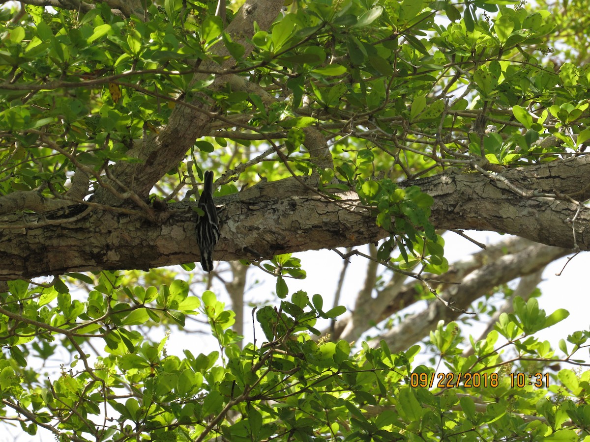 Black-and-white Warbler - Vivian F. Moultrie