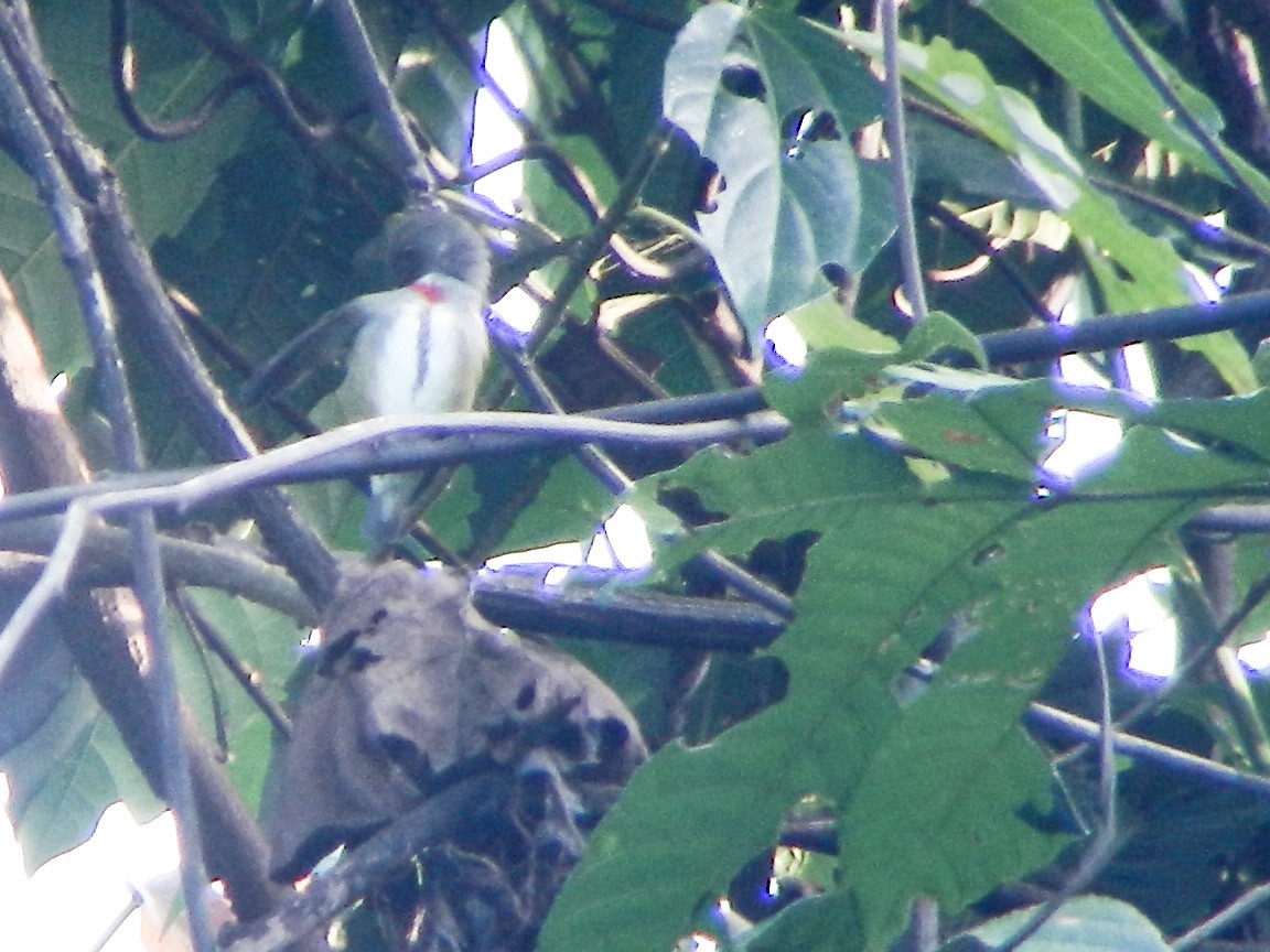 Red-banded Flowerpecker - ML115810921