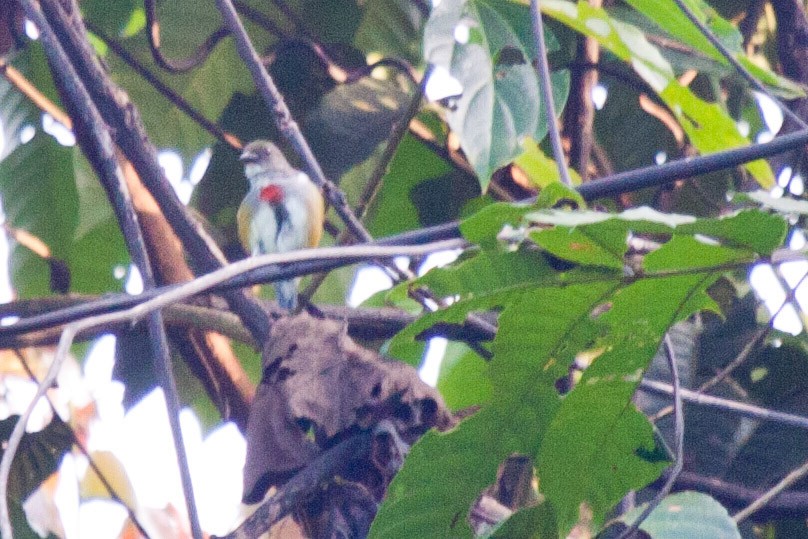 Red-banded Flowerpecker - ML115811001