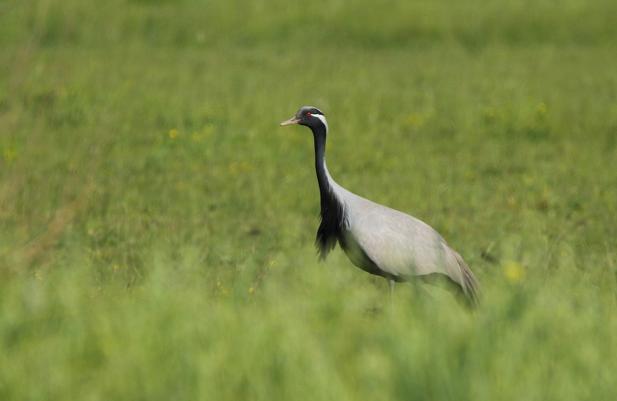 Demoiselle Crane - ML115812051