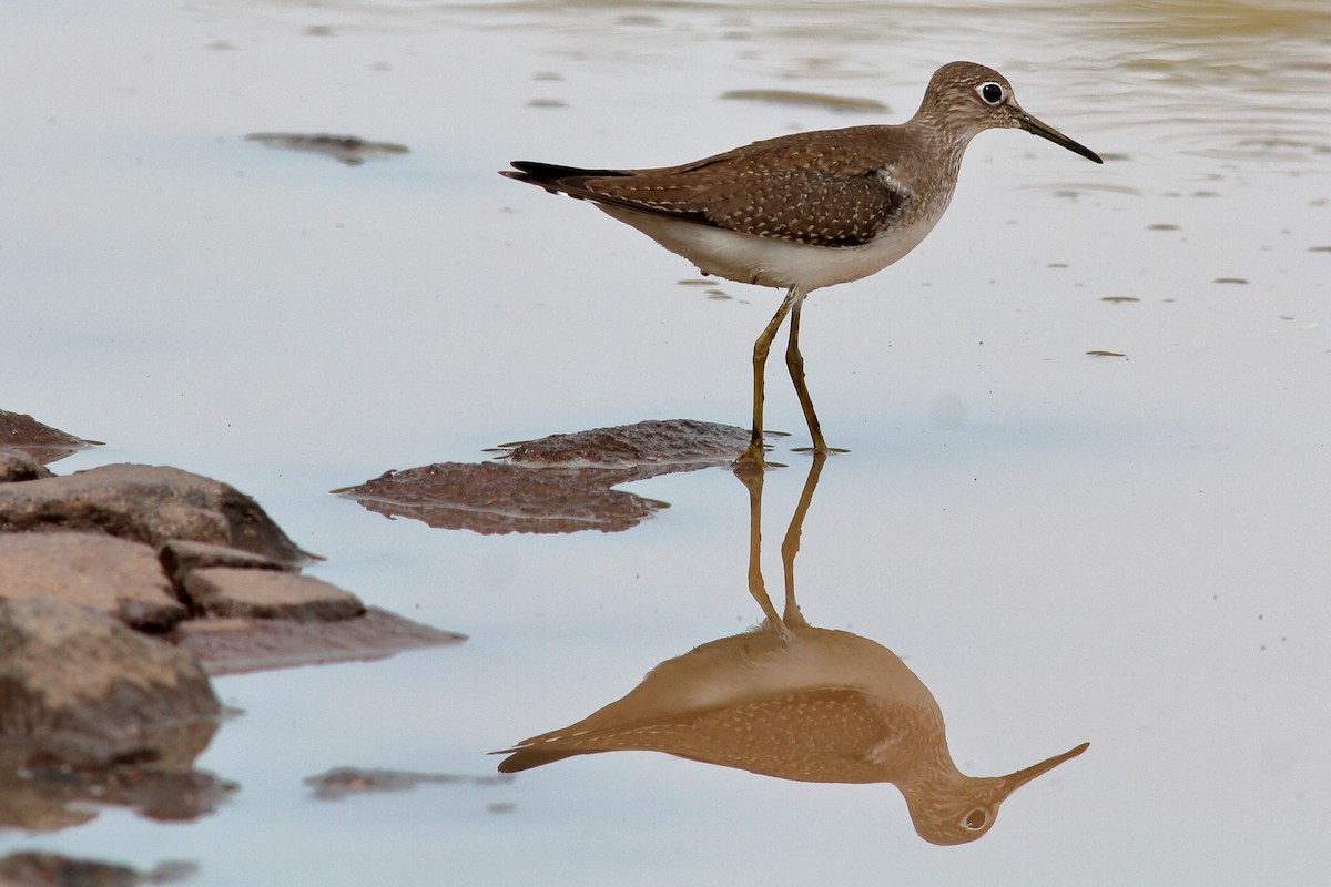 Solitary Sandpiper - ML115812741