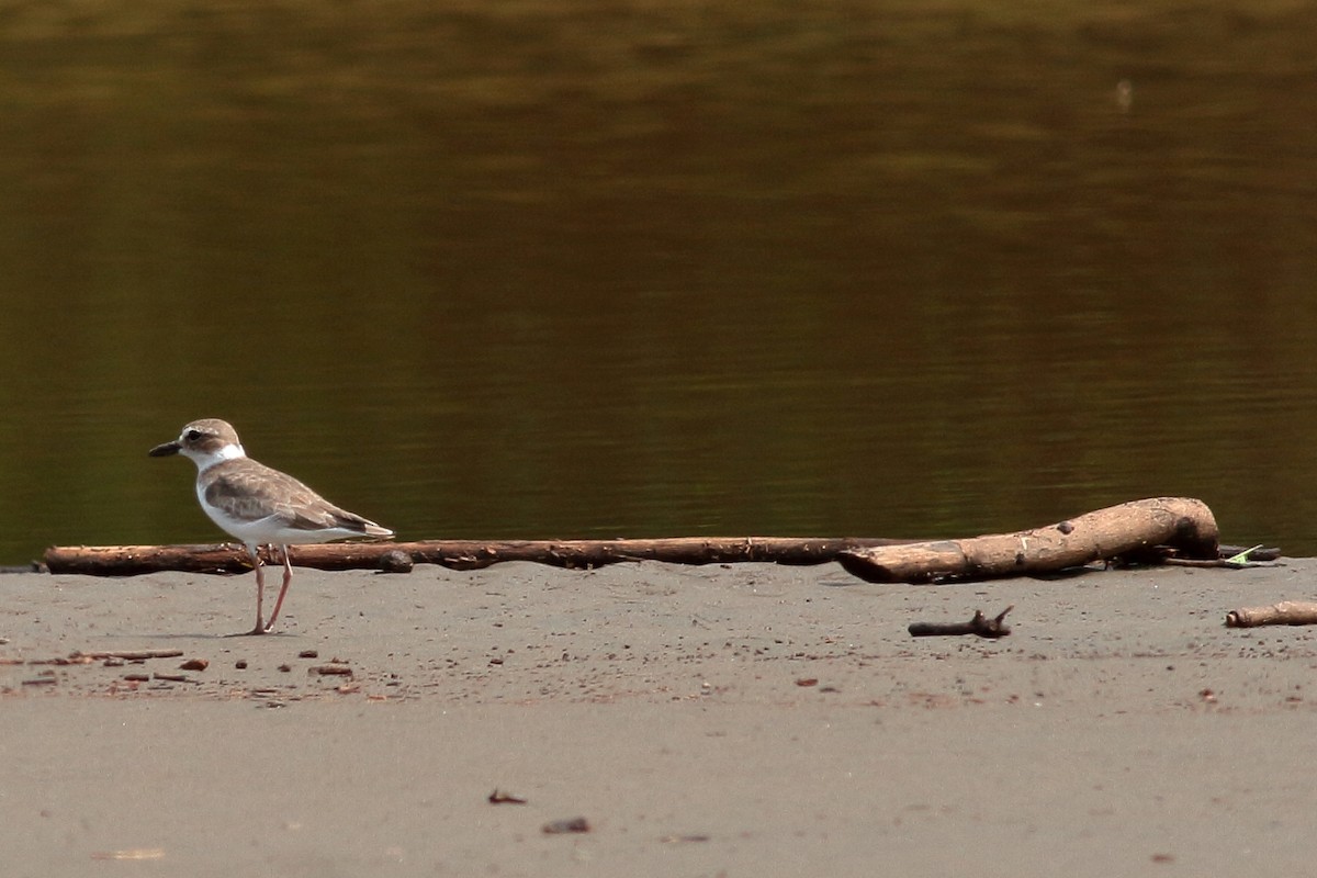 Wilson's Plover - ML115814101