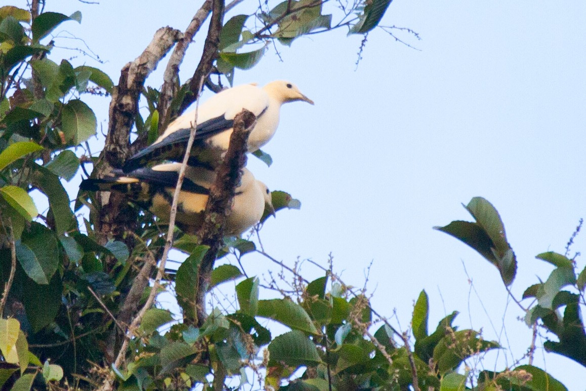 Yellowish Imperial-Pigeon - ML115814261