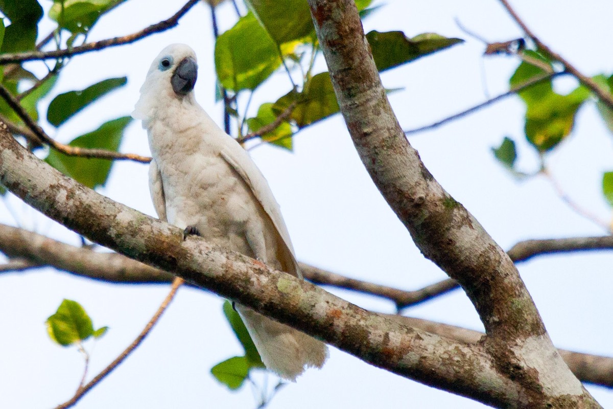 Blue-eyed Cockatoo - ML115814431