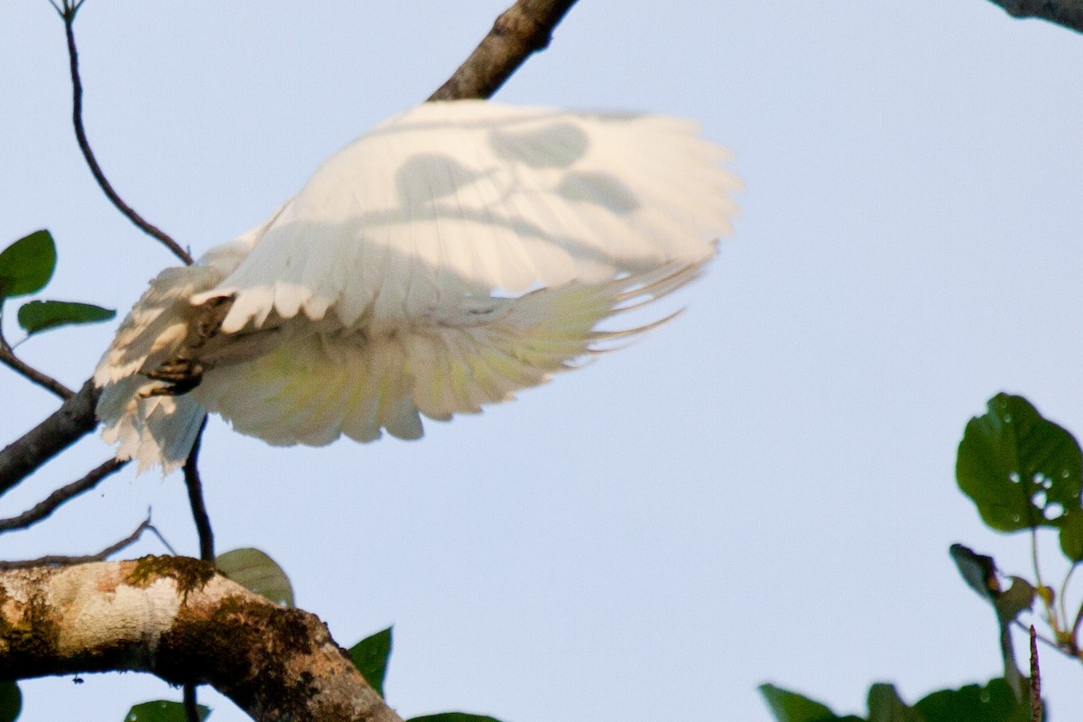 Blue-eyed Cockatoo - ML115814491