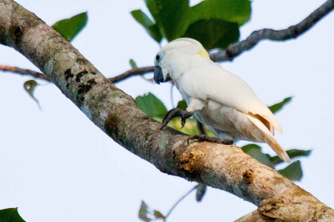 Blue-eyed Cockatoo - ML115814501