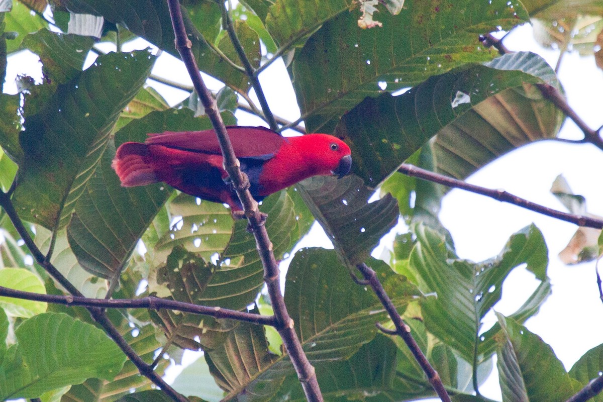 Papua Eklektus Papağanı - ML115814561