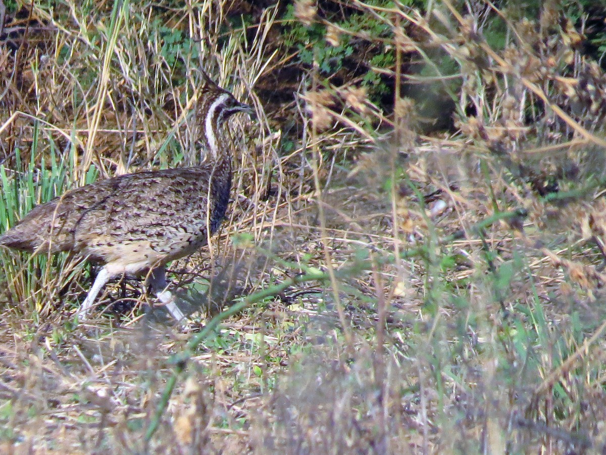 Quebracho Crested-Tinamou - ML115815011