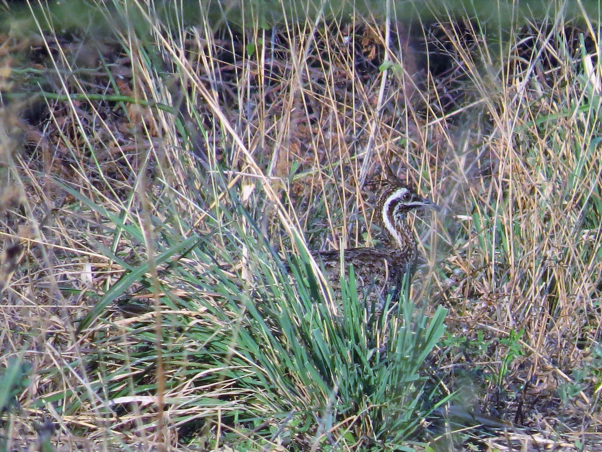 Quebracho Crested-Tinamou - ML115815021