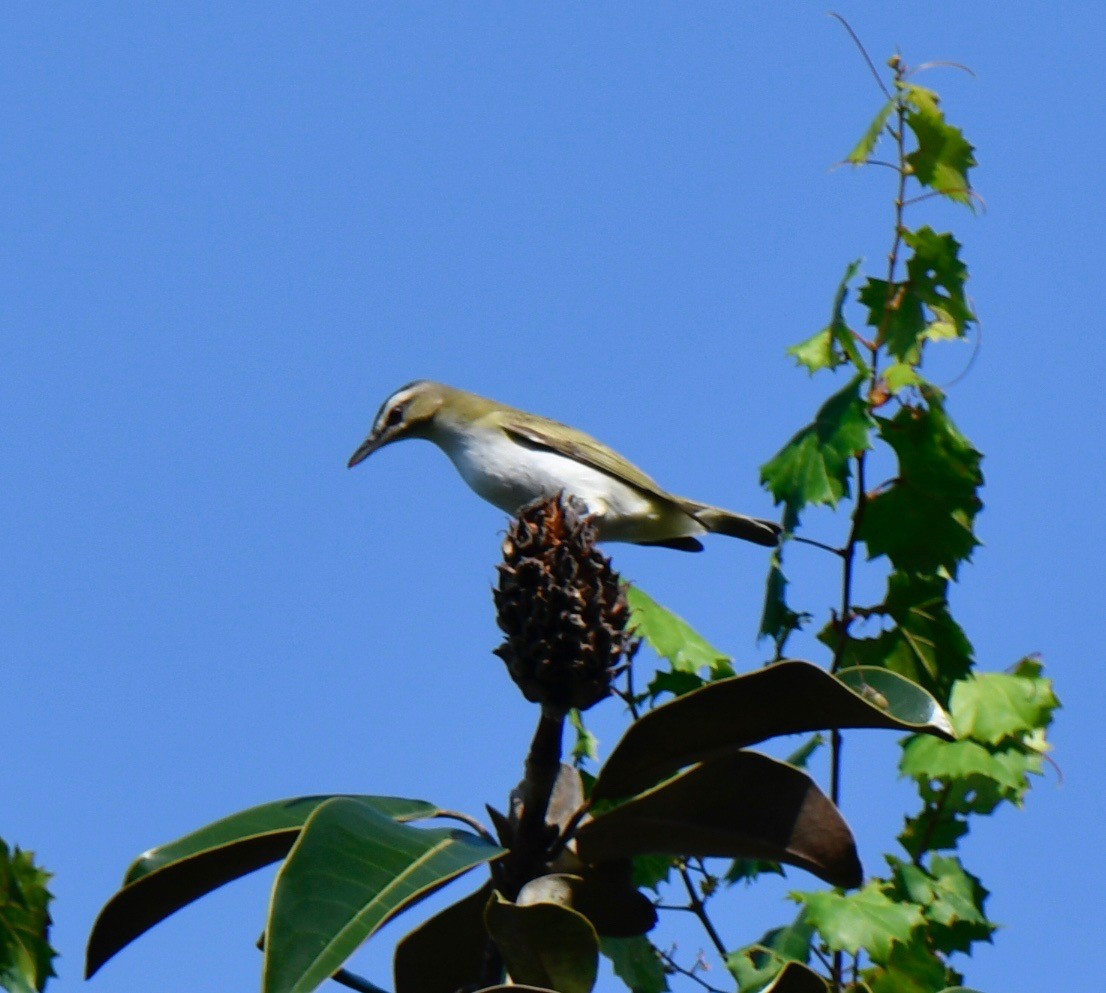 Red-eyed Vireo - ML115816181