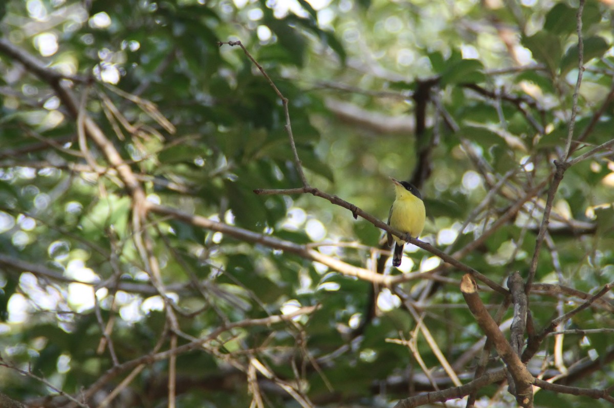 Common Tody-Flycatcher - ML115817601