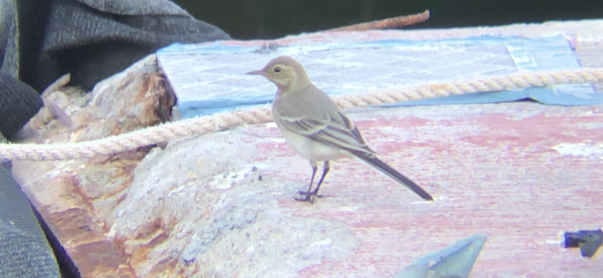 White Wagtail - Rob Cee