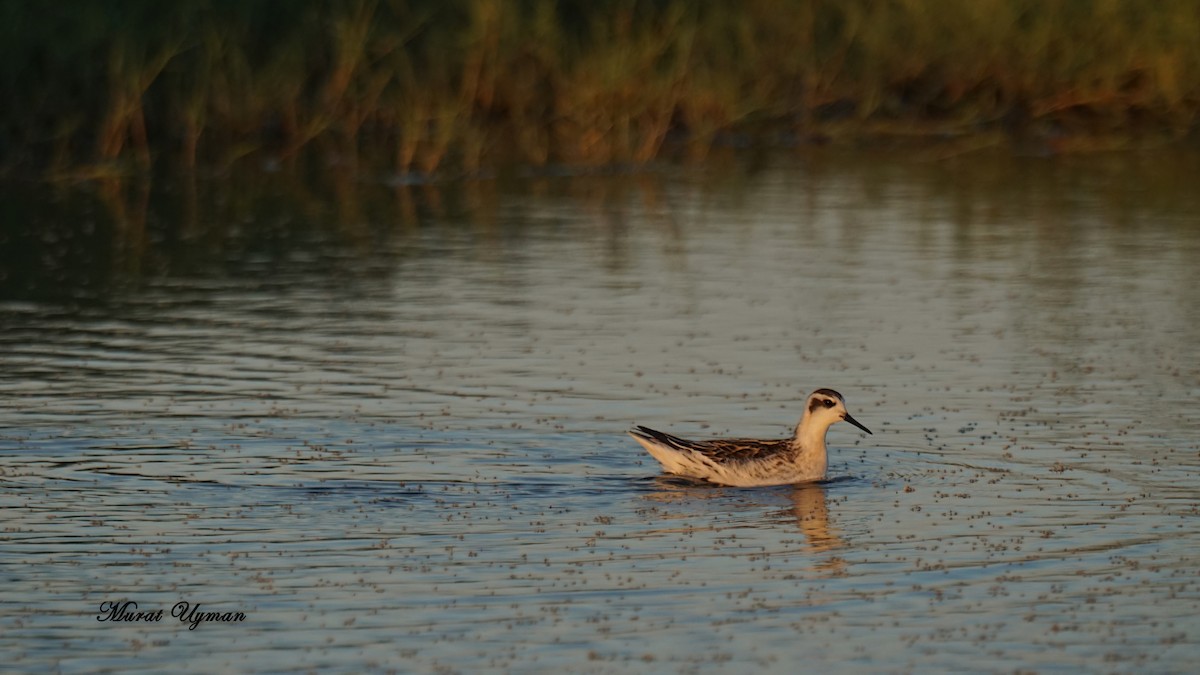 Phalarope à bec étroit - ML115819281