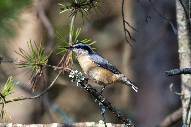 Red-breasted Nuthatch - Martin Wall