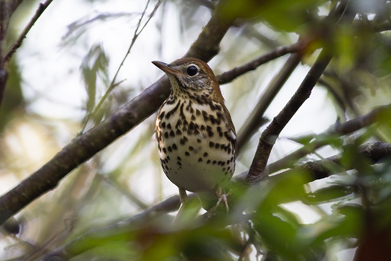 Wood Thrush - Martin Wall