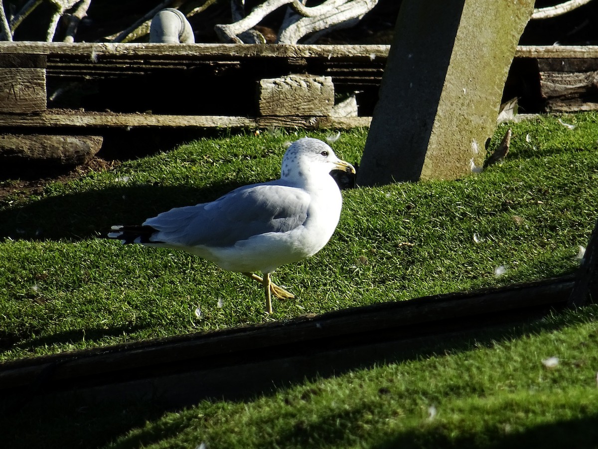 Ring-billed Gull - Snæþór Aðalsteinsson