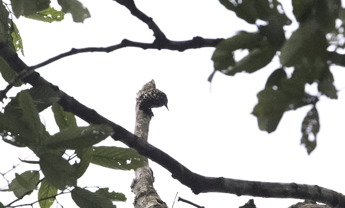 Gray-and-buff Woodpecker - ML115822181