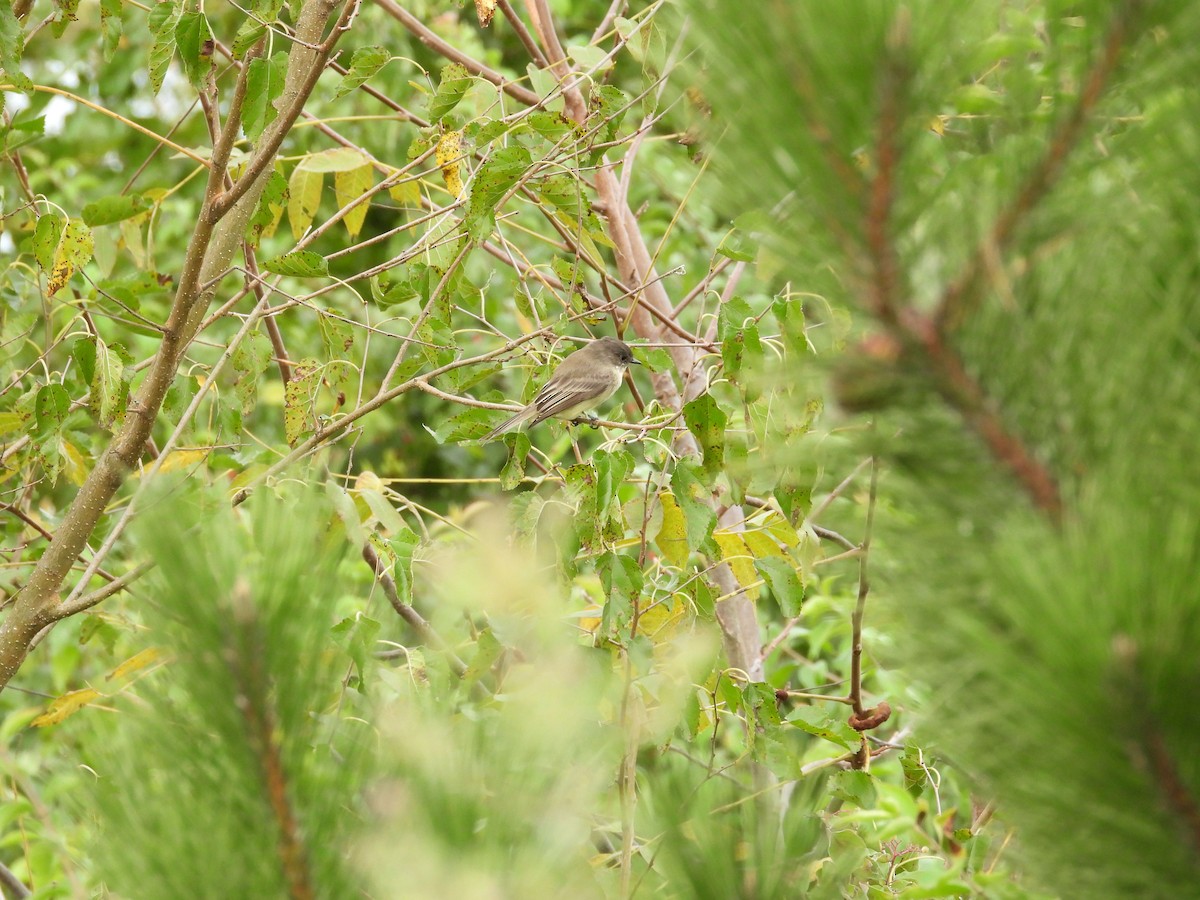 Eastern Phoebe - ML115823001