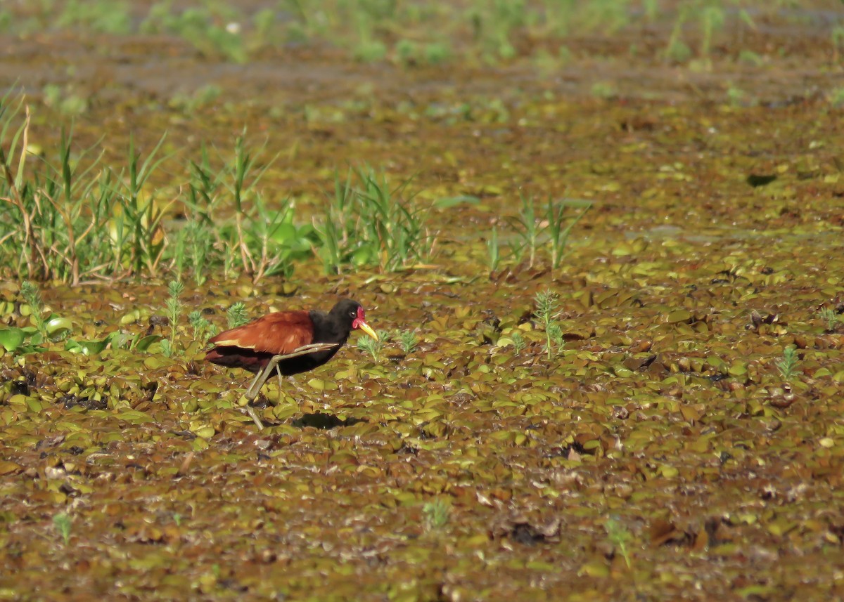 rødflikbladhøne (jacana gr.) - ML115823301