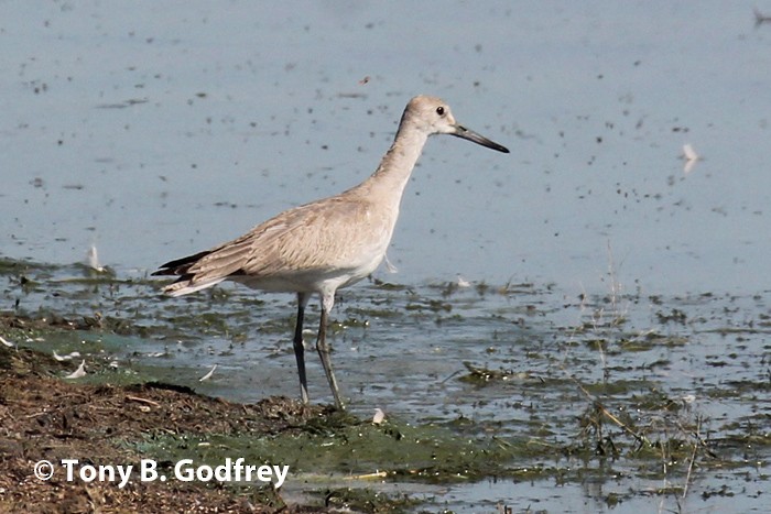 Willet - ML115823551