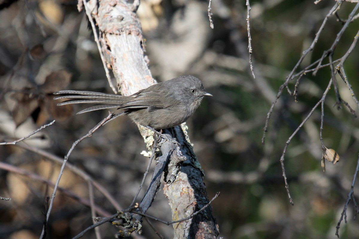 Wrentit - Daniel George