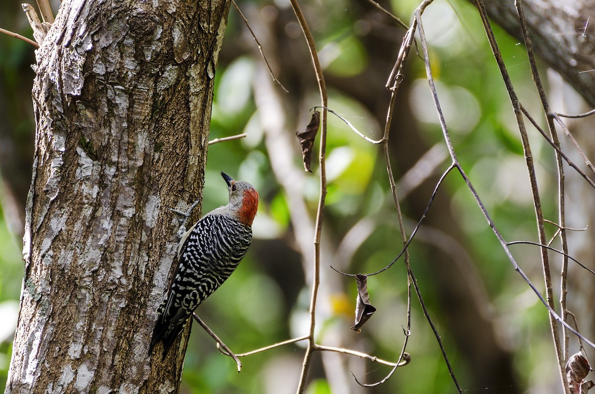 Red-bellied Woodpecker - Elier Saunders