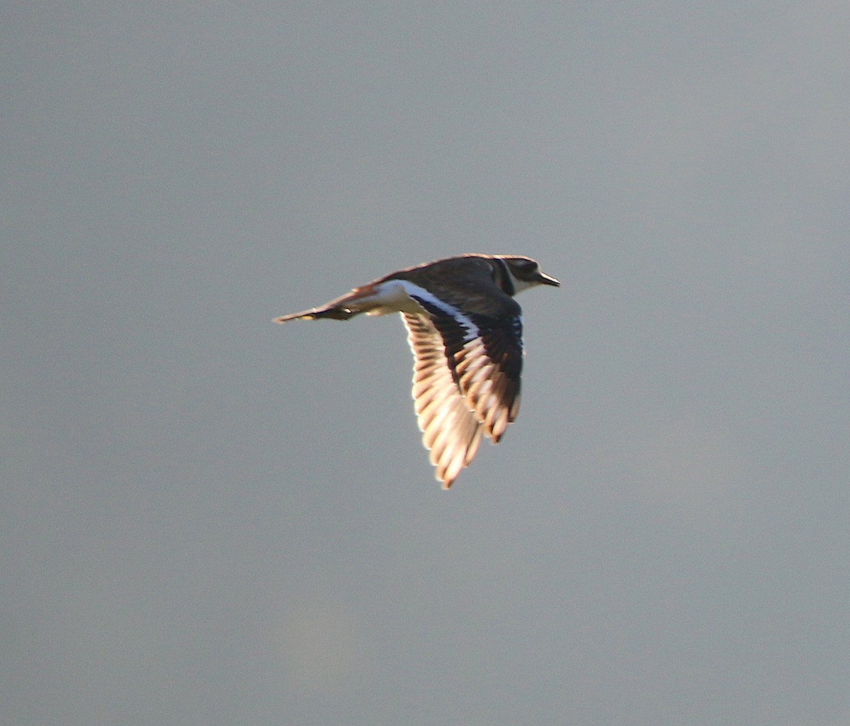 Killdeer - ML115825911