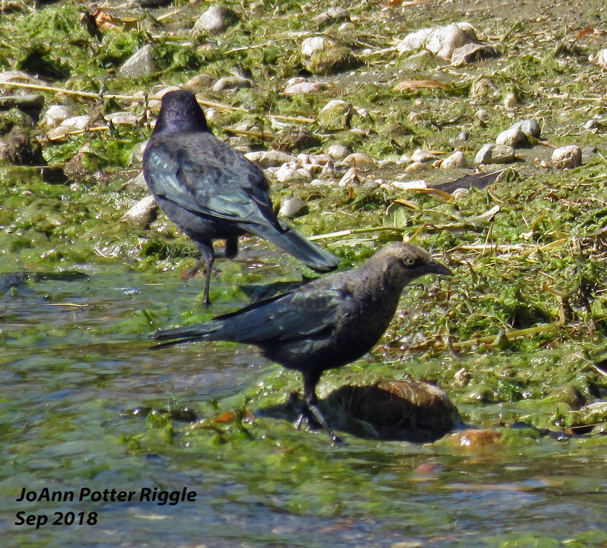 Brewer's Blackbird - ML115825971