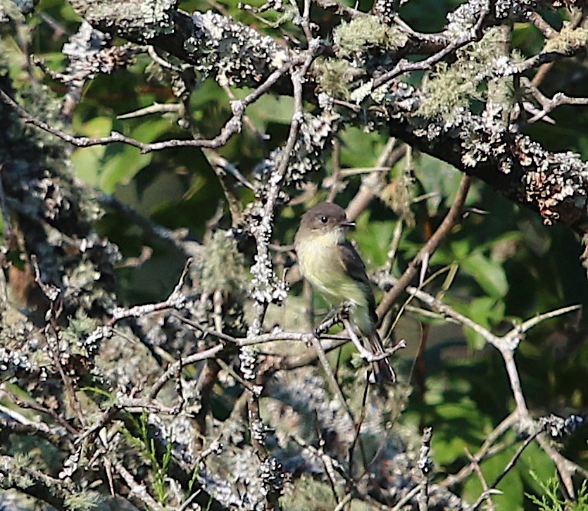 Eastern Phoebe - ML115826081