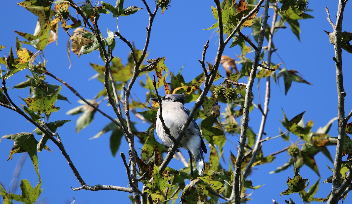 Blue Jay - ML115826151