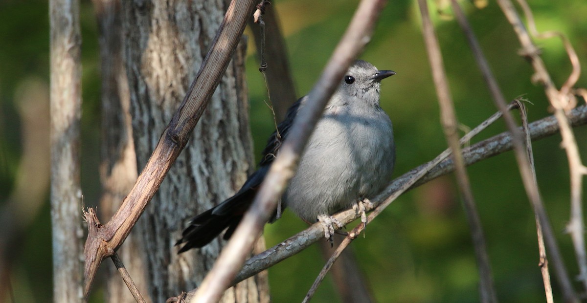 Gray Catbird - ML115826201