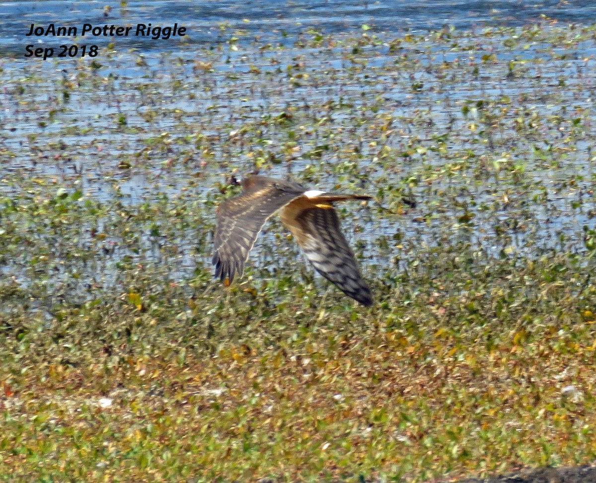 Northern Harrier - ML115826781