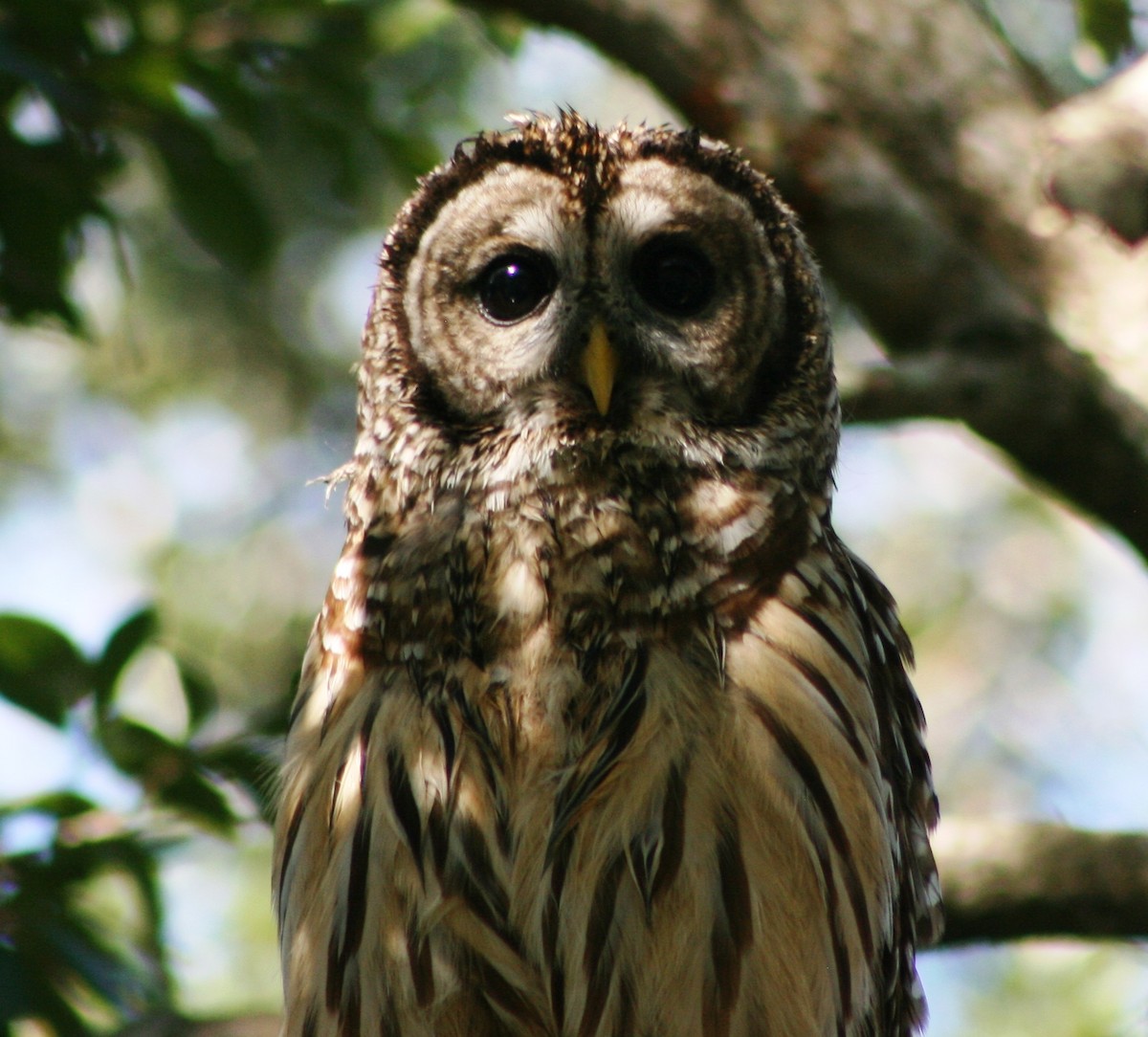 Barred Owl - ML115826851