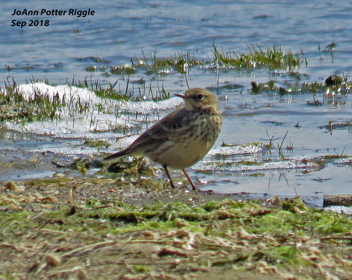 American Pipit - ML115827331