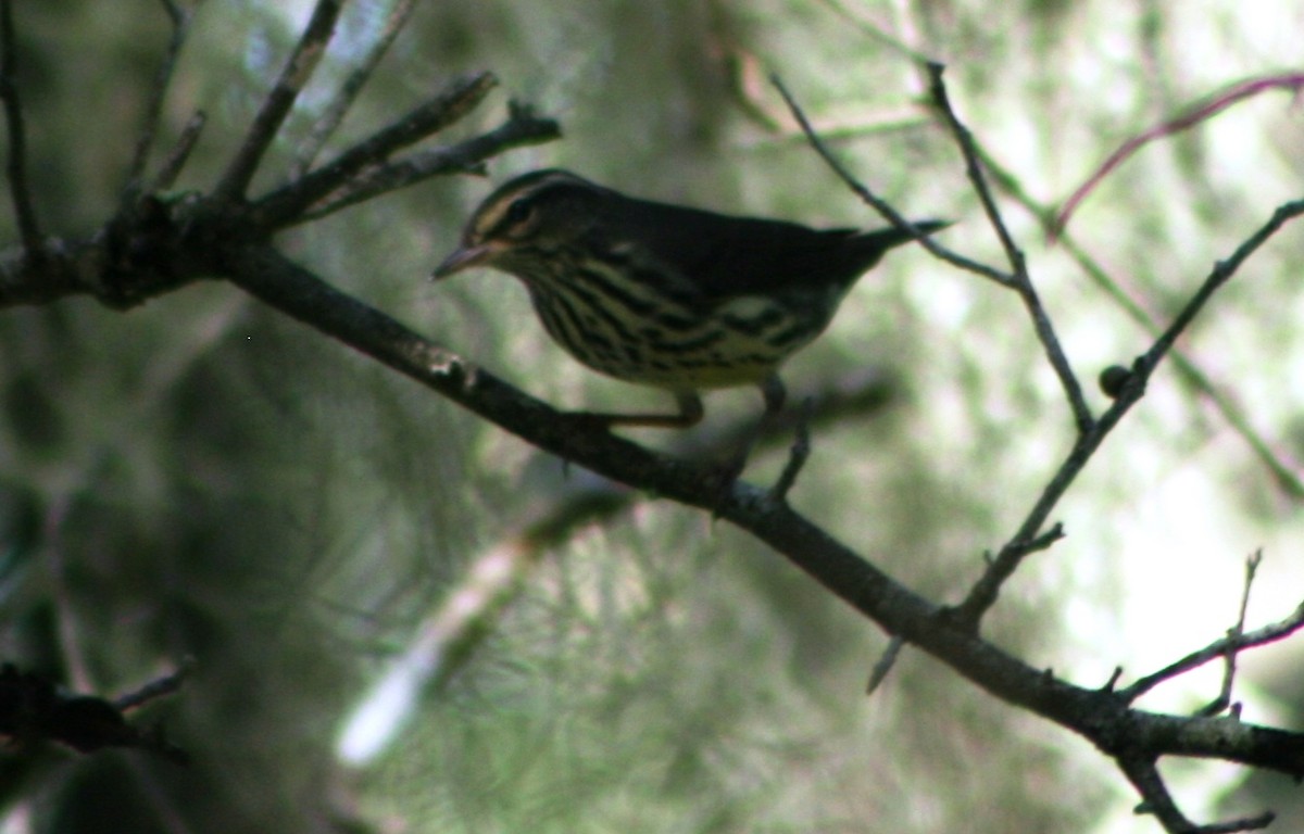 Northern Waterthrush - Greg  K