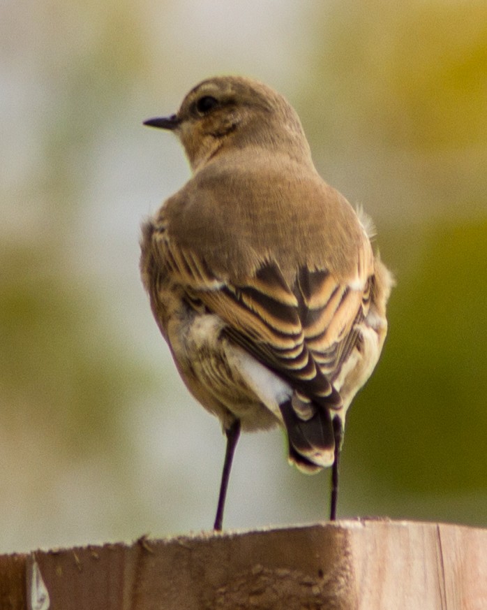 Northern Wheatear - Marc Boisvert